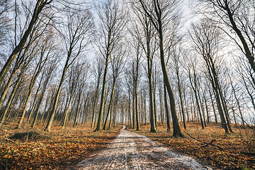 Image showing Curvy road in a forest with tall trees