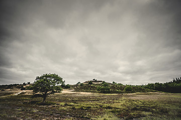 Image showing Lonely tree on a prairie in cloudy weather