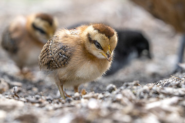 Image showing Little chicken walken free around in a farmyard