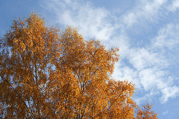 Image showing Birch in autumn