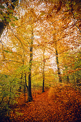 Image showing Autumn colors in the forest with trees