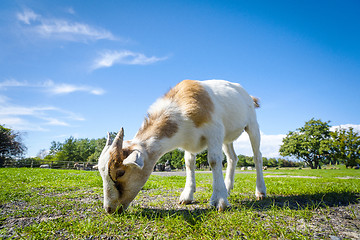 Image showing Goat eating fresh green grass at a farm