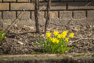 Image showing Yellow daffodils in a flowerbed