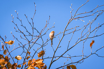 Image showing Single finch in a tree top in the fall