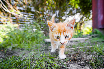 Image showing Cute kitten in orange color playing