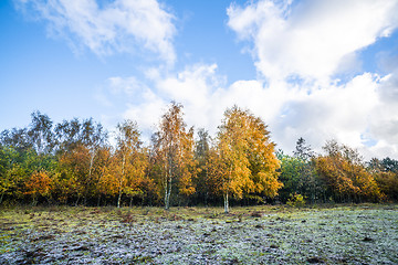 Image showing Yellow birch trees in autumn colors in the fall