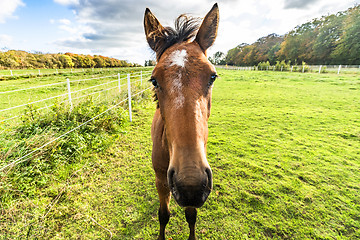 Image showing Young horse standing close on a green field