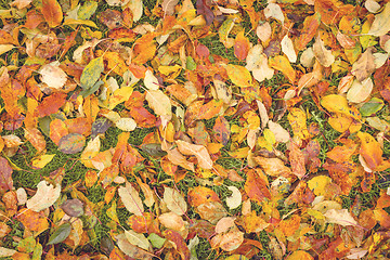 Image showing Colorful autumn leaves in the grass