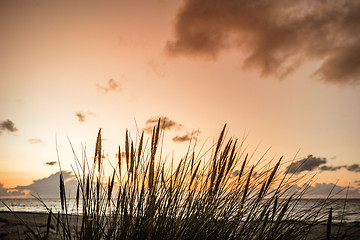 Image showing Sunset by the ocean with reed silhouettes