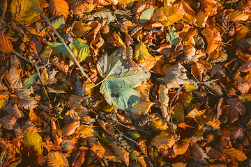 Image showing Leaves in warm colors in the fall with maple