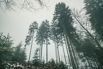 Image showing Tall pine trees in a misty landscape in the winter