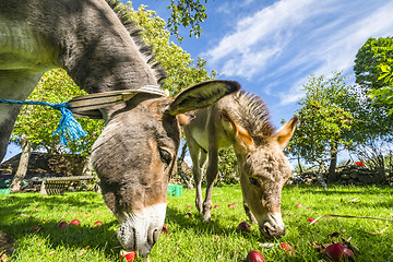 Image showing Donkeys eating red apples from a lawn