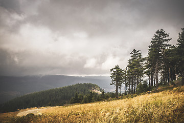 Image showing Hillside with golden grass and a forest further down