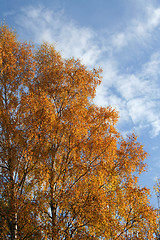 Image showing Birch tree