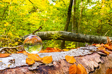 Image showing Crystal ball on a wooden log in a forest