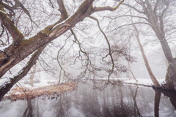 Image showing Branches hanging over a river in the winter