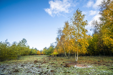 Image showing Autumn colors on birch trees under a blue sky