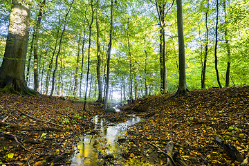 Image showing Autumn meeting spring in a green forest