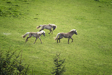 Image showing Three horses with blonde mane running wild