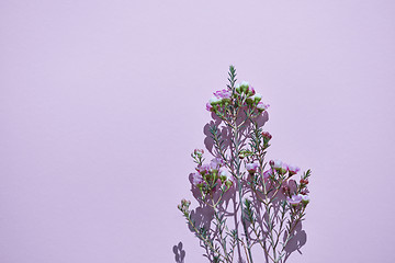 Image showing Branch with many small pink flowers on a violet background