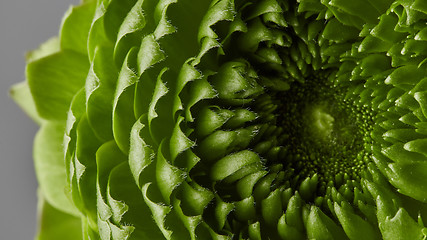 Image showing close-up of a beautiful green flower on a gray background