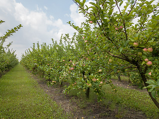 Image showing Farm apple orchard with organic fruits on the sky background