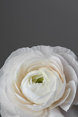 Image showing white ranunculus flower on a gray background