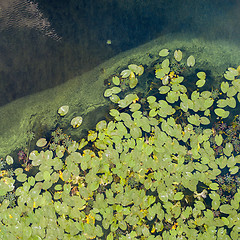 Image showing Aerial view of pond with yellow waterlily flowers, green leaf, duckweed in a summer day. Photo from the drone.