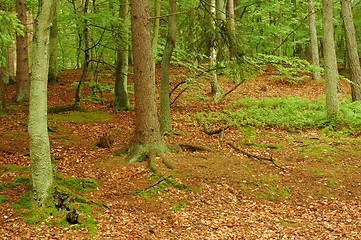 Image showing Forest