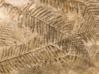 Image showing Petrified prehistorical fronds of fern imprint on the stone