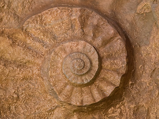 Image showing Prehistoric ammonite fossilized imprint on stone