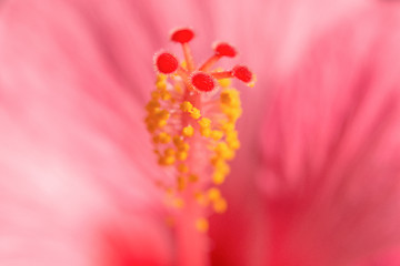 Image showing Pink Hibiskus tropical exotic flower blurred background