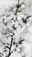 Image showing White Flowers Of Fresh Springtime Cherry Blossoms