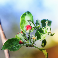 Image showing Red Buds Of Springtime Apple Blossom Closeup