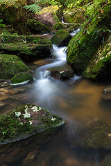 Image showing Mountain creek meandering through mossy rocks and ferns