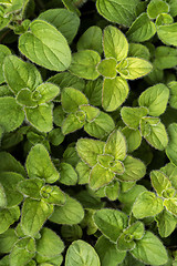 Image showing Oregano leaves in spring