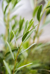 Image showing Tarragon (estragon) twing