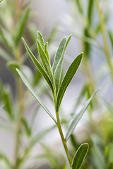 Image showing Tarragon (estragon) twing