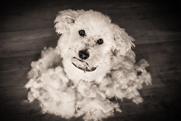 Image showing After grooming dog, bichon frise