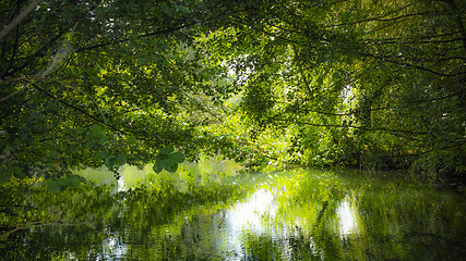 Image showing Green river Voiselle in marshes in Bourges, France