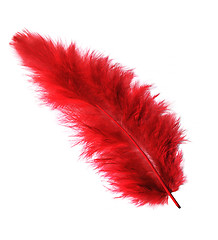 Image showing Red feather