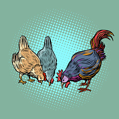 Image showing chickens and rooster. farm bird