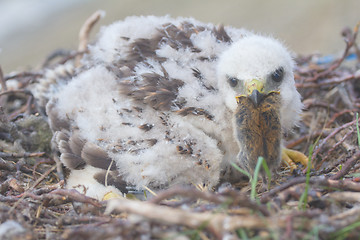 Image showing rough-legged Buzzard (Buteo lagopus) in Arctic desert of Novaya Zemlya archipelago