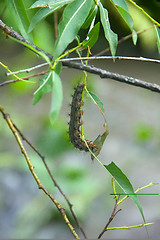 Image showing Lymantria dispar caterpillars move in forest.