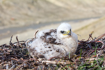 Image showing rough-legged Buzzard chick in nest on cliff on tundra river