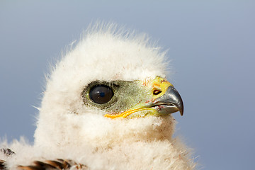 Image showing Portrait of young predator. Rough-legged Buzzard at age of one and half - two weeks