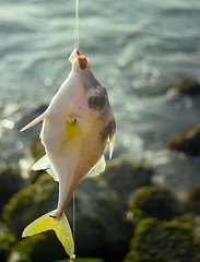 Image showing Amateur fishing in India 6. This triggerfish caught on clam meat