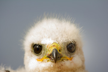 Image showing Portrait of young predator. Rough-legged Buzzard at age of one and half - two weeks