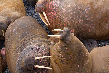 Image showing Life Atlantic walruses at haul out sites is (at most) of sleep and small conflicts with neighbors