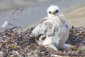 Image showing white fluffy nestling birds of prey